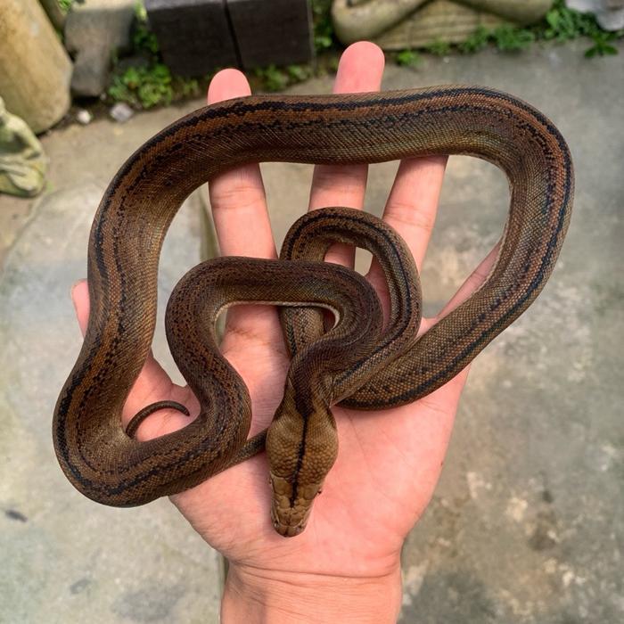 Ready Stock Retic / retic GC tiger Het albino / retic gc / retic tiger / golden child / het albino /