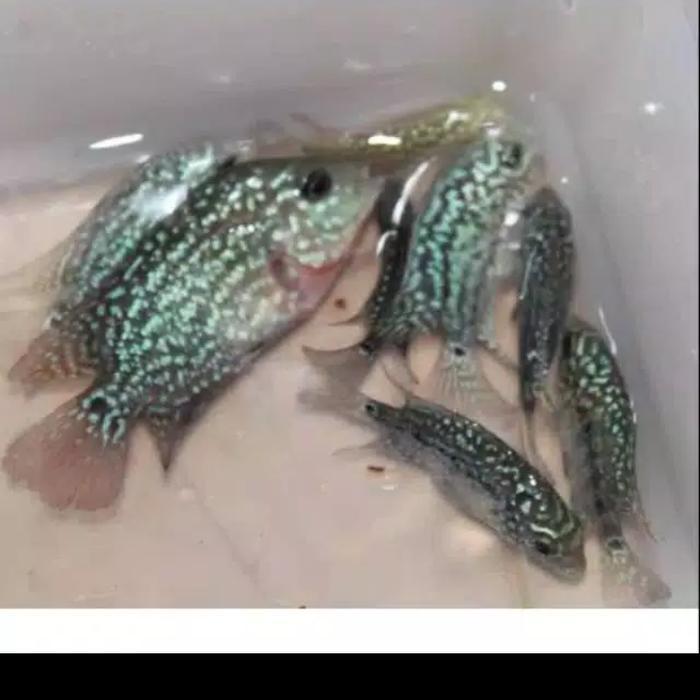 Buy 1 Get 1 Ikan Louhan King Kamfa Supergrade Vvip Ukuran 3-4 Cm Terbaru 
