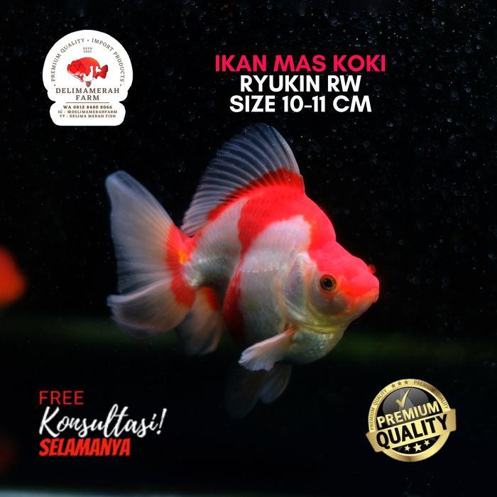 Ikan Mas Koki Ryukin Rw Size 11 Cm Best Quality Bergaransi Terbaru 
