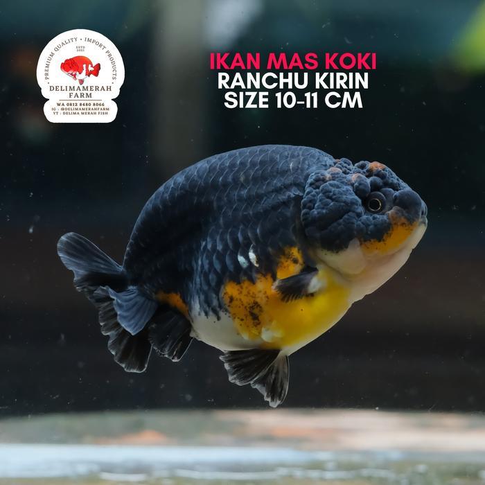 Ikan Mas Koki Ranchu Kirin Bluebase Rare Color Calico Size 12 Cm Up Terbaru 