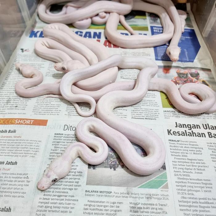 READY GE retic super phantom / lucy blue eyes