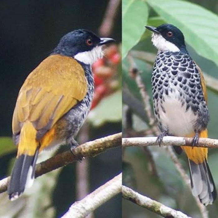 Burung kutilang mutiara sepasang