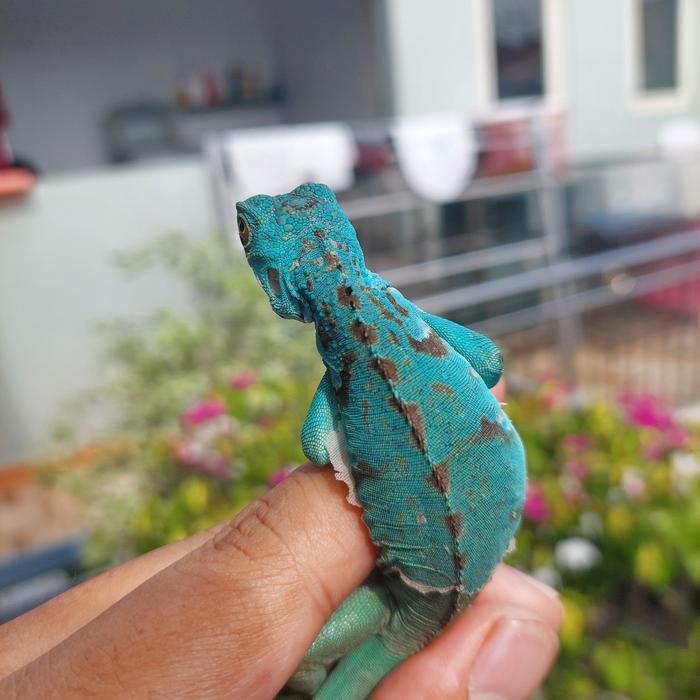 REDAY Terlaris iguana blue het albino baby up Promo Murah