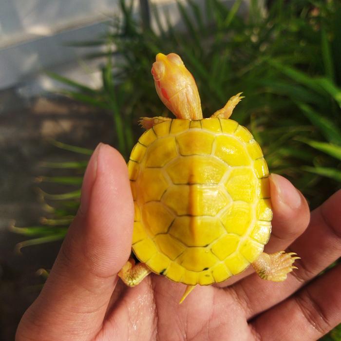REDAY Terlaris kura brazil albino kuning banget 5 cm Promo Murah