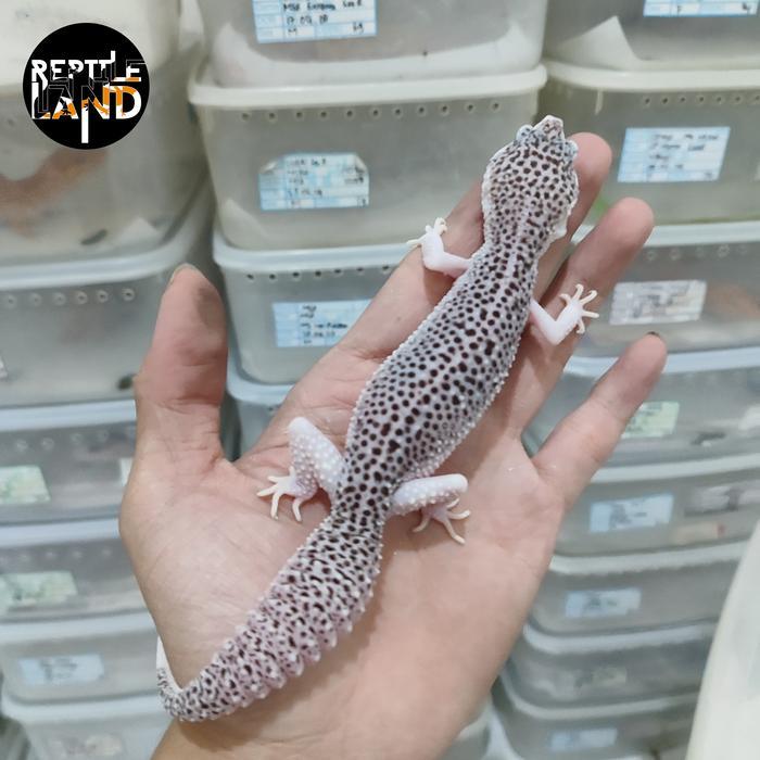 REDAY Terlaris Mainan Leopard gecko Premium SSE PIED SUPERSNOW ECLIPSE Adult Promo Murah
