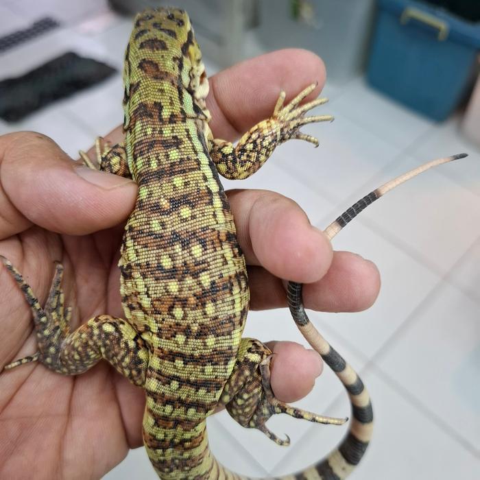 REDAY Terlaris Tegu Red Hybrid 50% Poshet Albino Istimewa Promo Murah