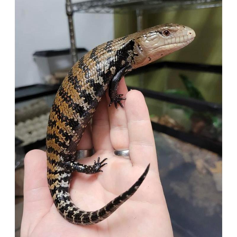 Viva - Reptil- Panana Blue Tongue Skink / Kadal Lidah Biru