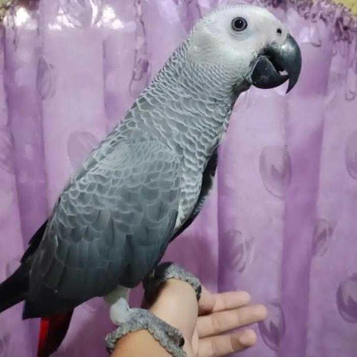 afgrey pakan burung afgrey