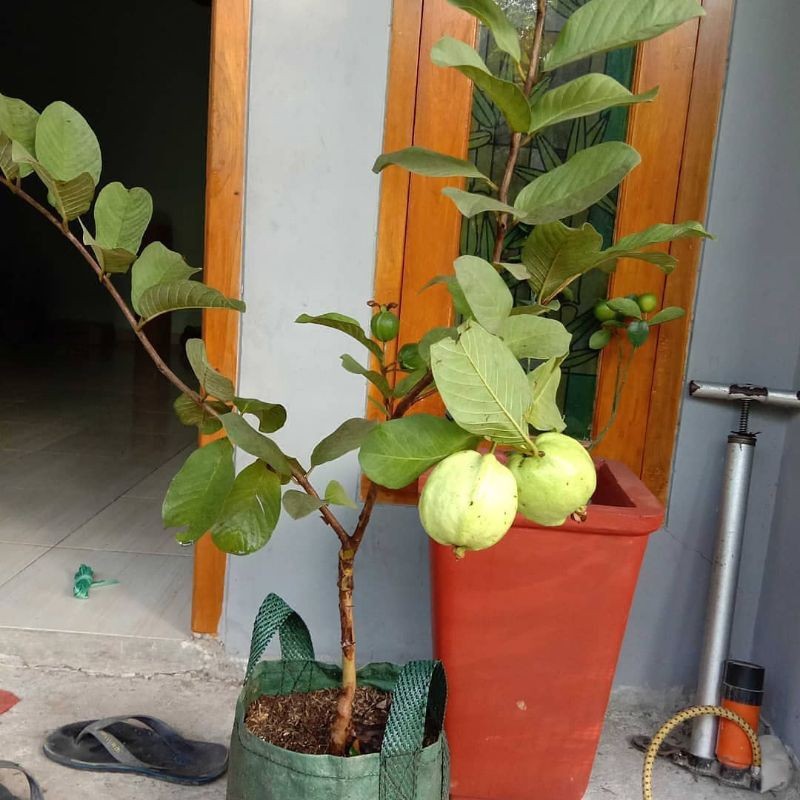BIBIT TANAMAN BUAH JAMBU CRISTAL CANGKOK( dikirim sudah berbuah)