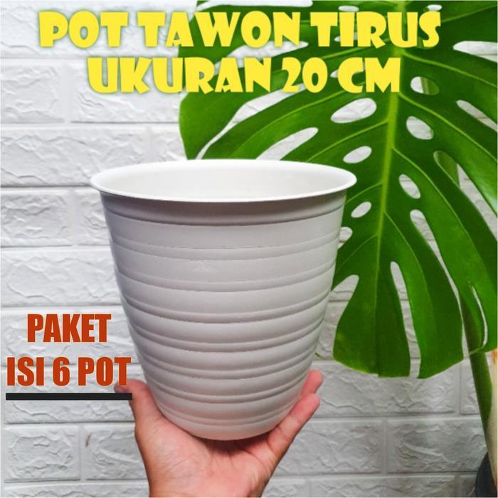 Pot tawon tirus 20 cm paket isi 6 pot Hijau Putih