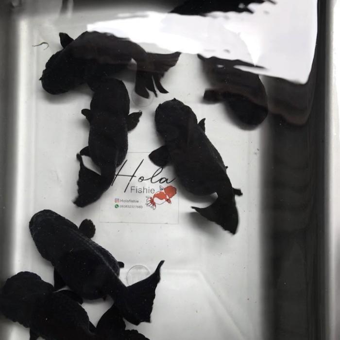 Ranchu Black Solid Goldfish / Ikan Mas Koki Oranda