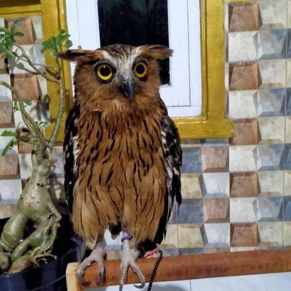 Ready BS buffy fish owl