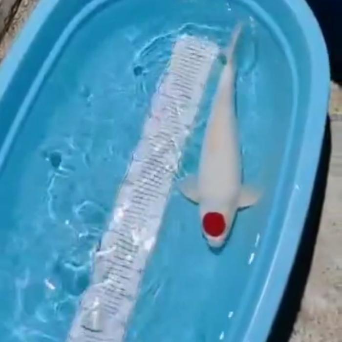 Ikan Hias Koi Tancho Import Size 20Cm Terbaru 