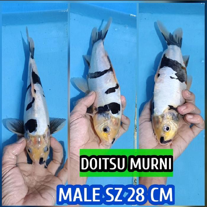 Koi Blitar Shiro Utsuri Doitsu Ready Chagoi Showa Sanke Kohaku Dll Terbaru 