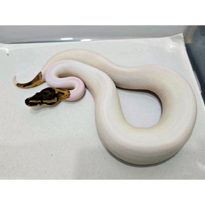 Ready Ball Python Pied kode B Super Cakep