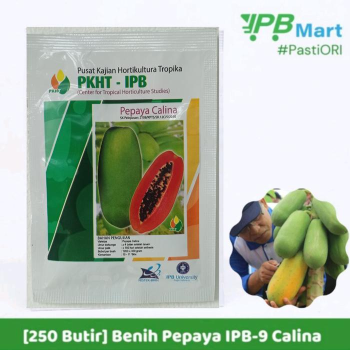 JT Ready Benih Pepaya Calina PKHT IPB 9 (California) Callina