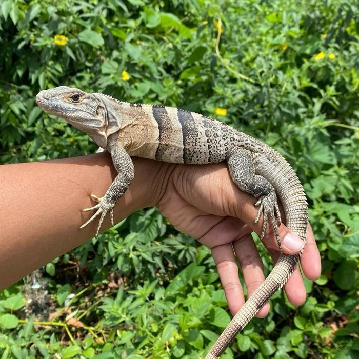READY GE Ctenosaura similis iguana bluephase