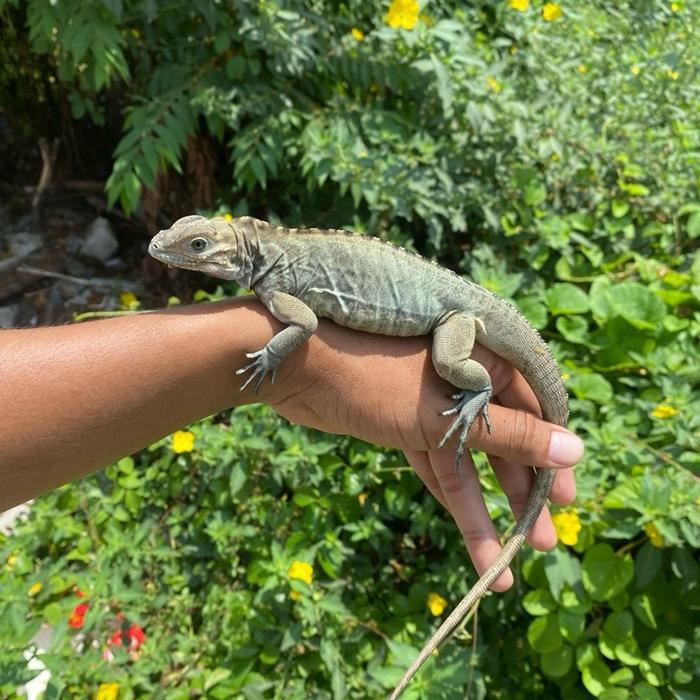 READY GE Blue rhino iguana cakep biru banget gen bagus