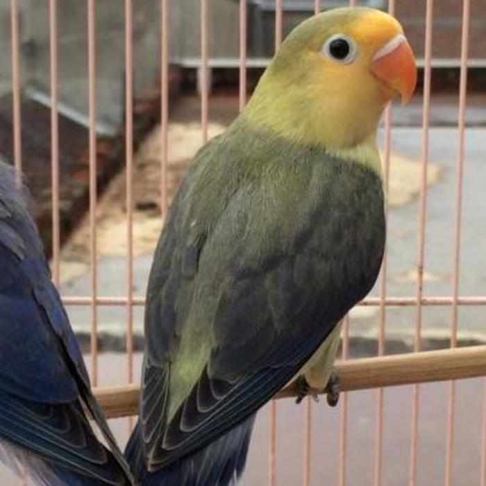 Burung Lovebird Pb Ewing Vio #Gratisongkir