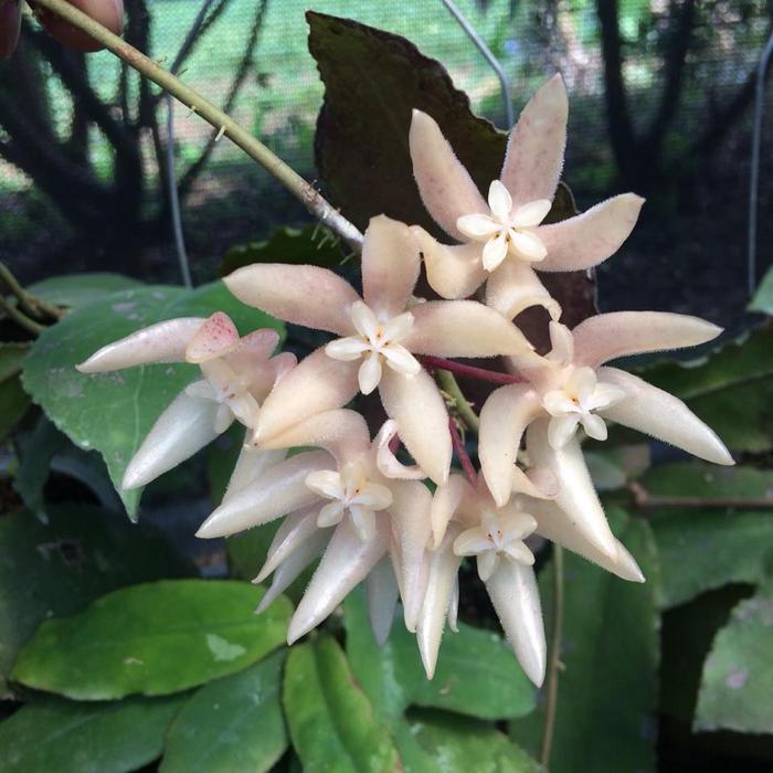 Hoya undulata