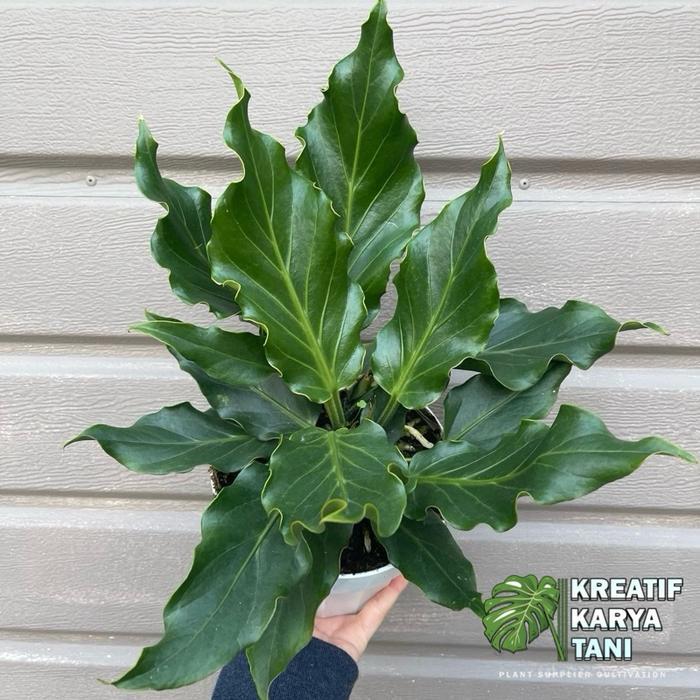 ANTHURIUM GELOMBANG CINTA - ANTURIUM GELOMBANG CINTA