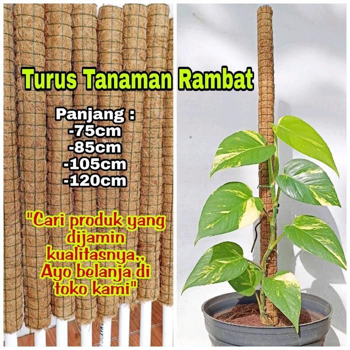Turus Penyangga Tanaman Rambat/Turus Tiang Serabut Sabut Kelapa Coco fiber Rambatan Tanaman Sirih