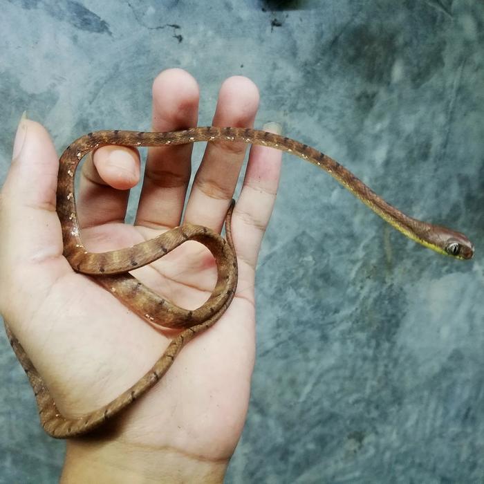 Ready BS boiga drapiezii