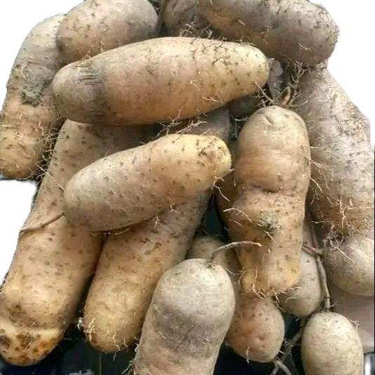 GEMBILI / MBILI PULEN MANIS 1 KG