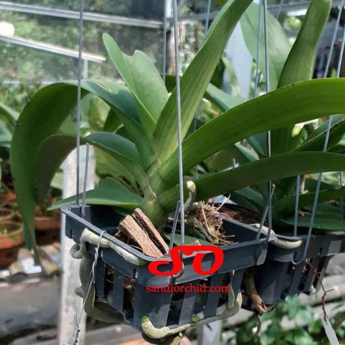 [ DEWASA ] Rhynchostylis gigantea Blue Si Ekor Serigala yang Harum dan Eksotik