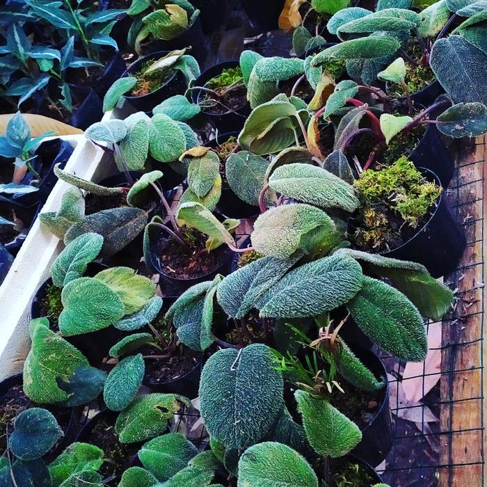 READY Homalomena sp daun berbulu halus