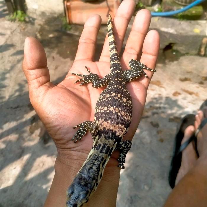 Ready Stock varanus salvator monitor lizard biawak