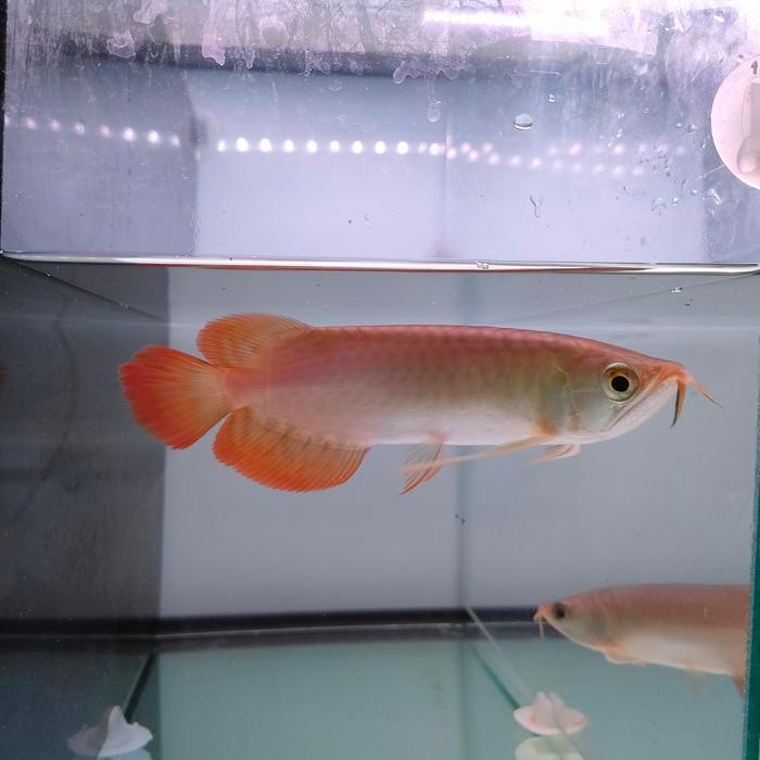 Ikan Arwana Super Red Terbaru 
