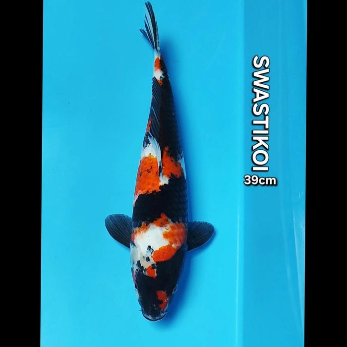 Ikan Koi Blitar Jumbo Showa 39Cm Terbaru 