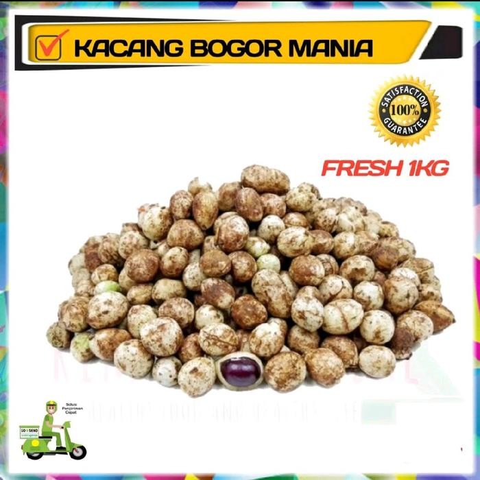 New kacang bogor mentah / kualitas super / Rimpang Herbal