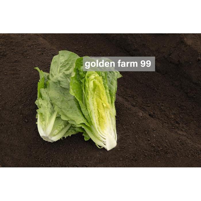 TamanHijau- Benih Lettuce Romaine Verapas Bejo Seed - Import