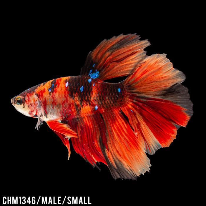 New Cupang Hias Halfmoon Nemo Multicolor / Betta Fish Halfmoon