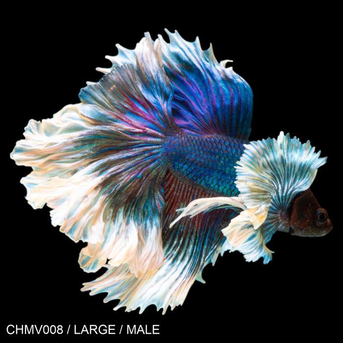 New Cupang Hias Halfmoon Dumbo Ear Blue Purple / Betta Fish Halfmoon