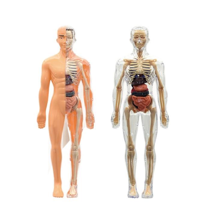 Human Body Anatomy Model Mainan Dokter Mainan Tengkorak Human Organs