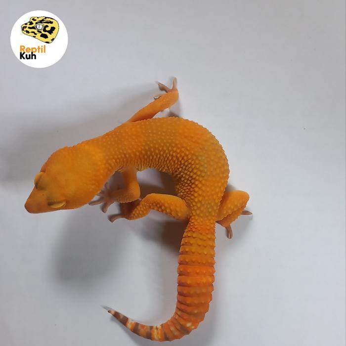 REDAY Terlaris SUNSPOT Leopard Gecko Indukan Promo Murah