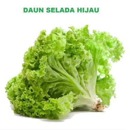 Terbaru Selada Hijau 100 Biji / Bibit/ Benih Selada Hijau Ranitashop Bibit