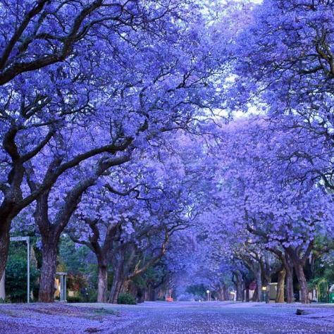 Terbaru Bibit / Benih / Seeds Blue Jacaranda Pretty Tree Pohon Biru - Ungu