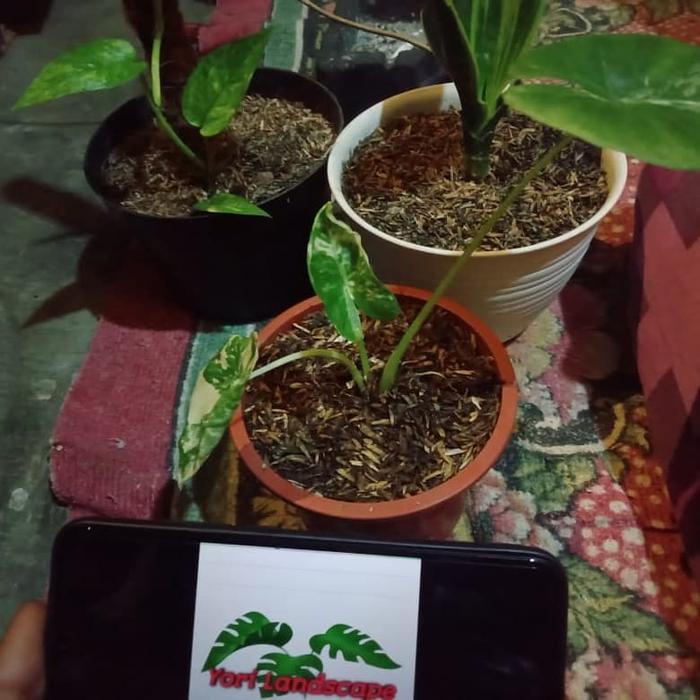 Banana Sport Tanaman Hias Alocasia Variegata / Sente Variegata Lompong Variegata