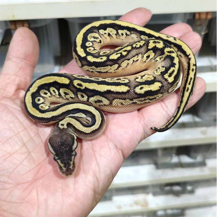 Viva - Ball Python Normal Jantan Murah Sehat Garansi Pengiriman