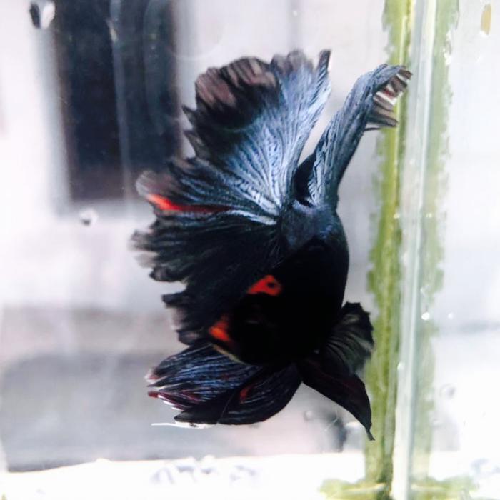 Ready halfmoon giant alien hybrid cooper realpict