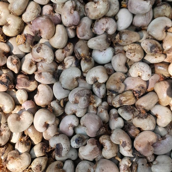 READY BIBIT BIJI JAMBU METE/JAMBU MONYET 1KG