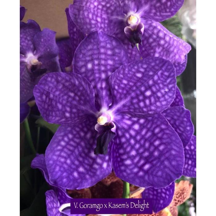 SALE ( SPIKE / KNOP / BERBUNGA ) Vanda Goramgo x Kasem's Delight