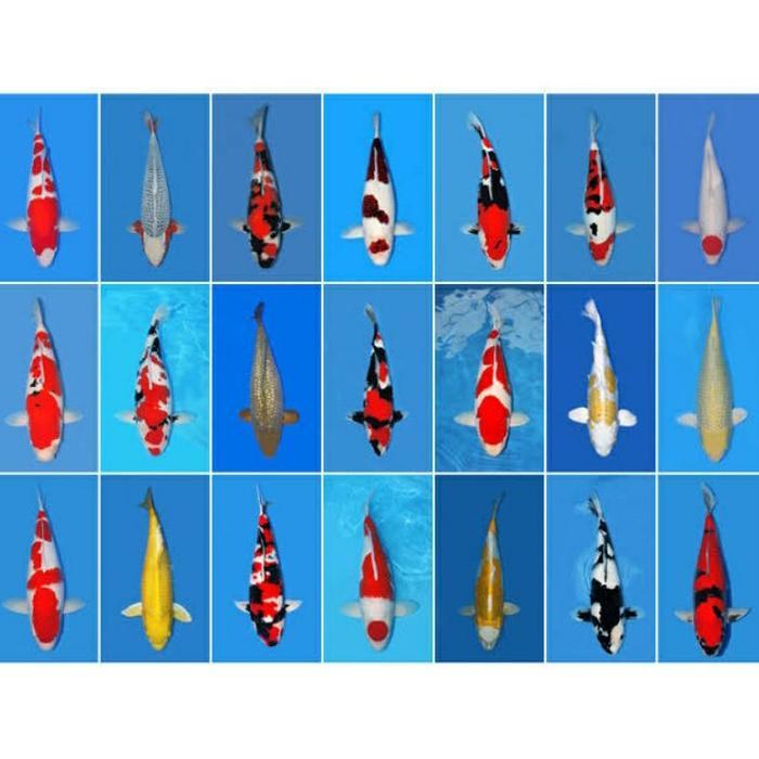 Flash Sale Ikan Koi Super Uk 20-25Cm (Showa, Shiro, Utsuri) Original