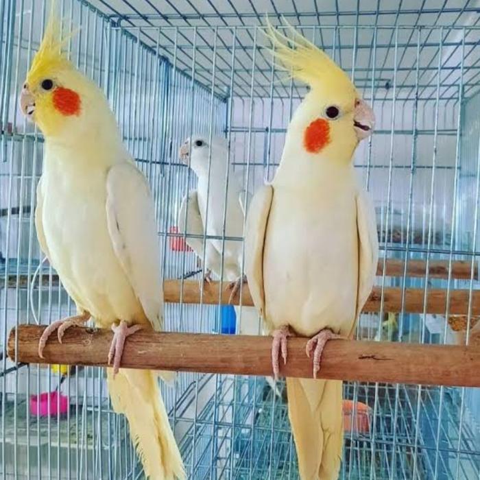 burung falk Australia lutino mata merah