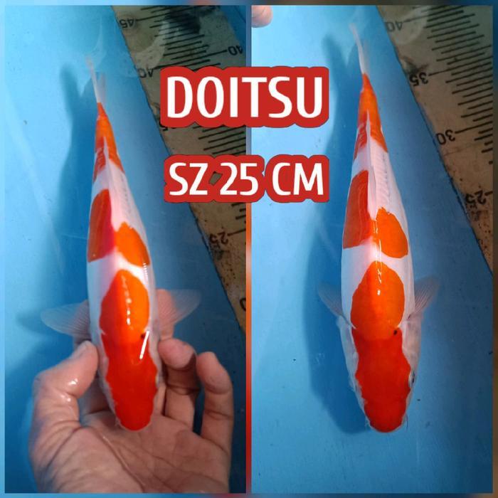 Koi Blitar Kohaku Doitsu Ready Showa Karasi Shusui Cagoi Sanke Dll Terbaru 