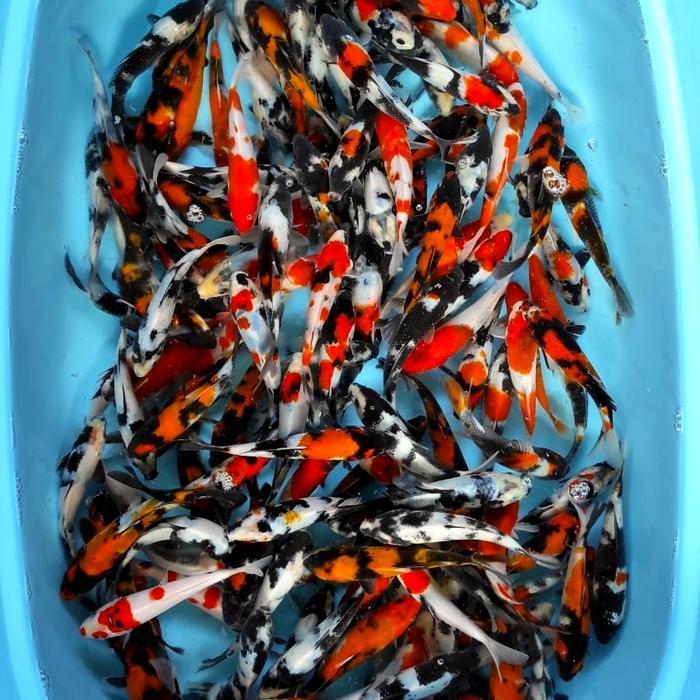 Koi Paket Mix 10 Ekor Showa Shiro & Utsuri Terbaru 